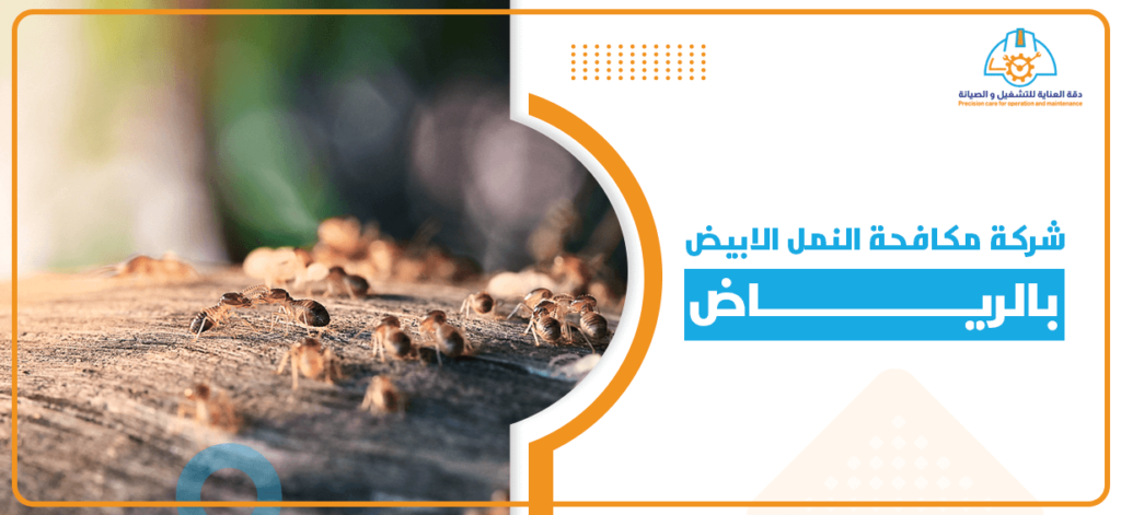 شركة مكافحة النمل الابيض بالرياض