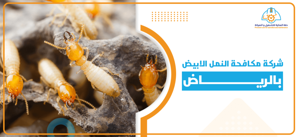 شركة مكافحة النمل الابيض بالرياض